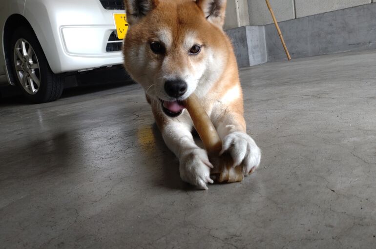 鶴橋名物犬