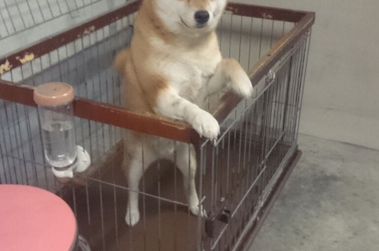 犬